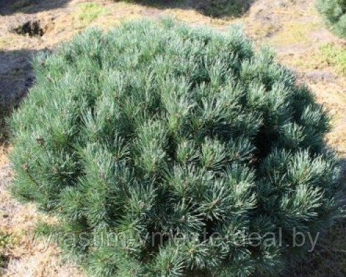 Сосна сильвестрис Ватерери (Pinus sylvestris Watereri ), С5, выс:90-100см - фото 4 - id-p4241202