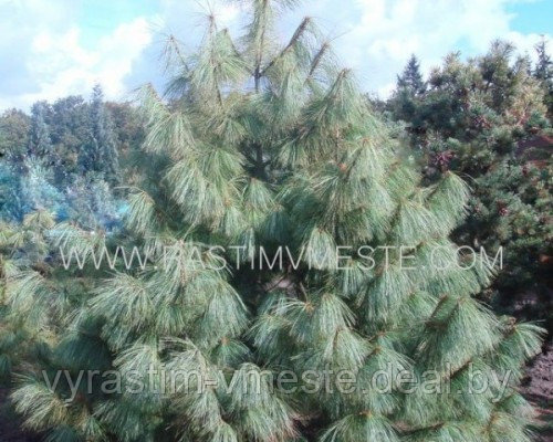 Сосна Гриффита Величината (Pinus griffithii Wallichiana ) - фото 2 - id-p4241398