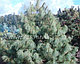 Сосна Гриффита Величината (Pinus griffithii ‘Wallichiana’), фото 2