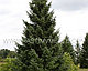Ель сербская (Picea ‘Omorika’) С5 В.60-90 см, фото 3