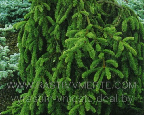 Ель обыкновенная Инверса (Picea abies Inversa ) С10 - фото 1 - id-p4241410