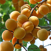 Саженцы абрикоса сорта Знаходка