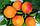 Саженцы абрикоса сорта Знаходка, фото 2