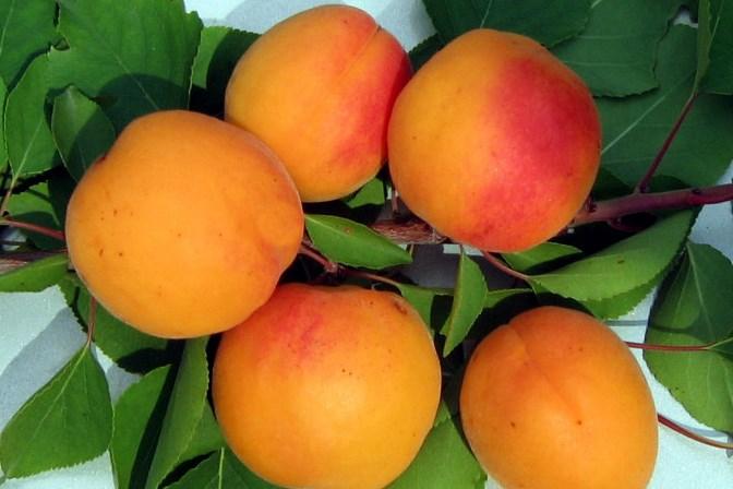 Саженцы абрикоса сорта Знаходка - фото 2 - id-p86067539