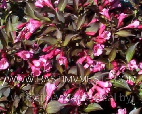 Вейгела цветущая Виктория (Weigela florida ‘Victoria’)