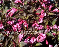 Вейгела цветущая Виктория (Weigela florida Victoria )