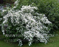 Чубушник (Philadelphus)