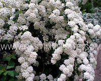 Спирея Вангута (Spiraea Vanhouttei) С3, 50-70 см