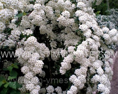 Спирея Вангута (Spiraea Vanhouttei) С3, 50-70 см