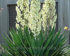 Юкка колючая (Yucca filamentosa)