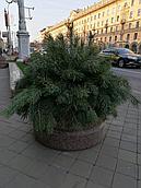 Живой сосновый лапник (живые сосновые ветки) (1м3)