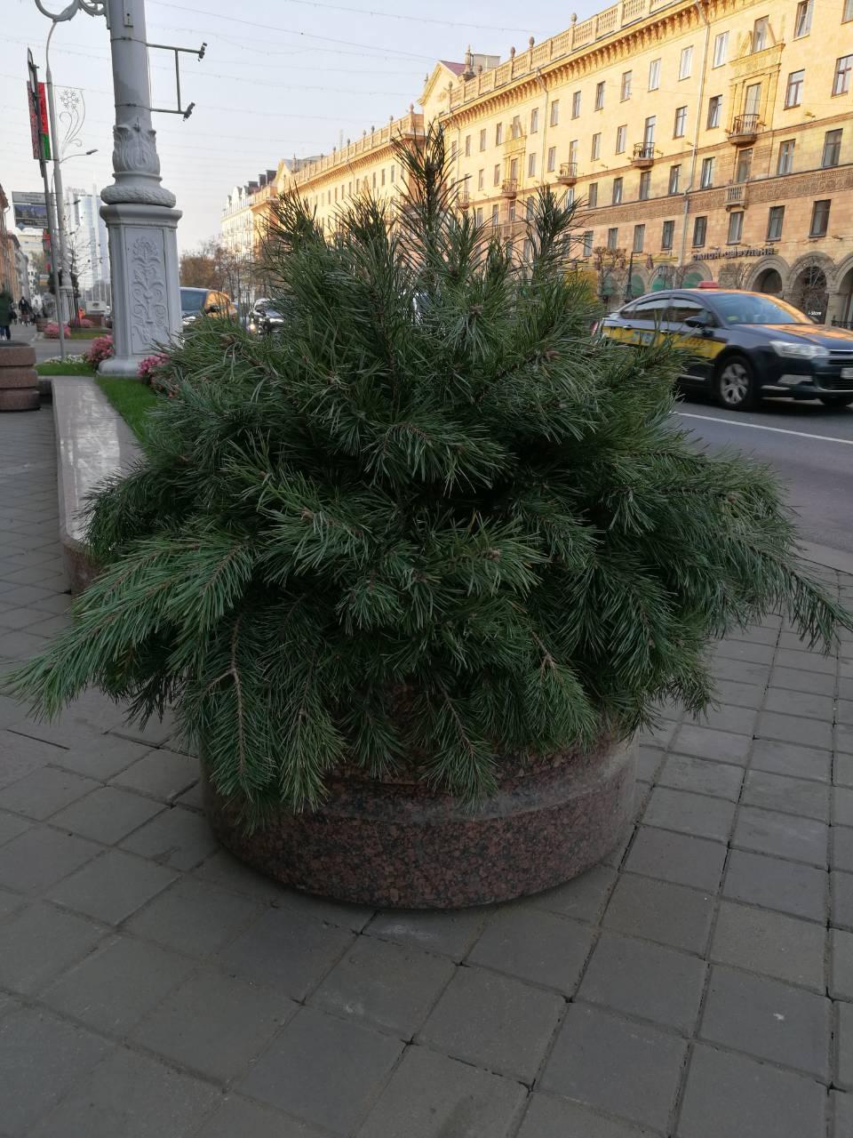 Живой сосновый лапник (живые сосновые ветки) (1м3)