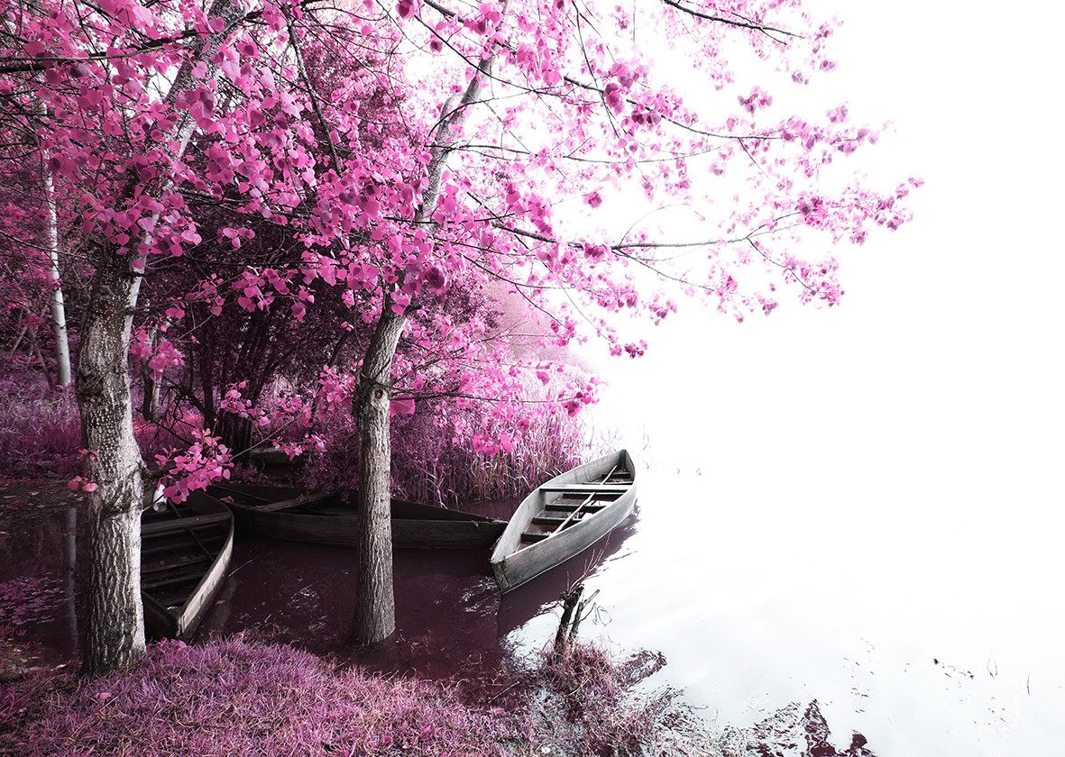 Фото-обои с изображением осеннего пейзажа в малиново-пурпурных тонах.
