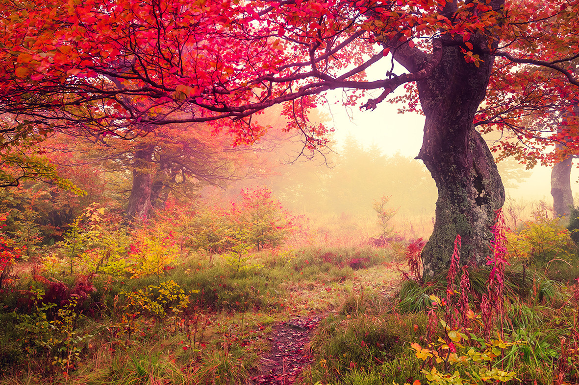 Фото-обои с изображением пейзажа с деревом осенью