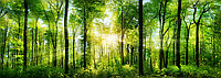Фото-обои "Зеленый лес"