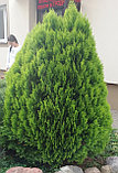Туя складчатая AUREA NANA (Platycladus orientalis Aurea Nana) (40-45 см), фото 2