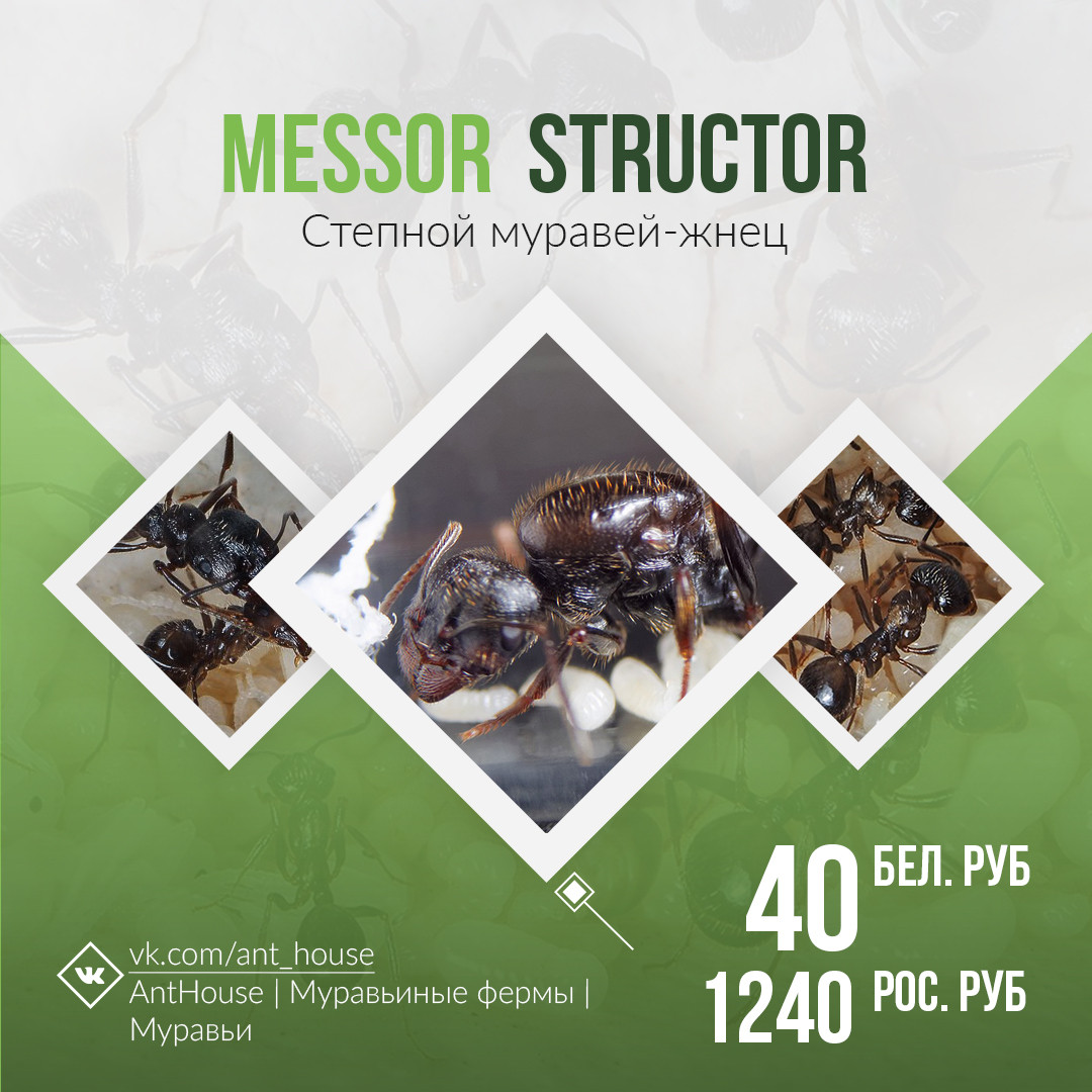 Messor structor муравей-жнец При покупке без муравьиной фермы или инкубатора