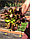 Салат листовой РОСЕЛА (1 г). до 31.12.2022, фото 3