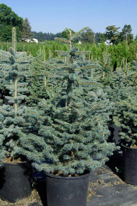 Ель колючая Глаука (Picea pungens Glauca)-контейнер 46л,рост 1,8-2,0м