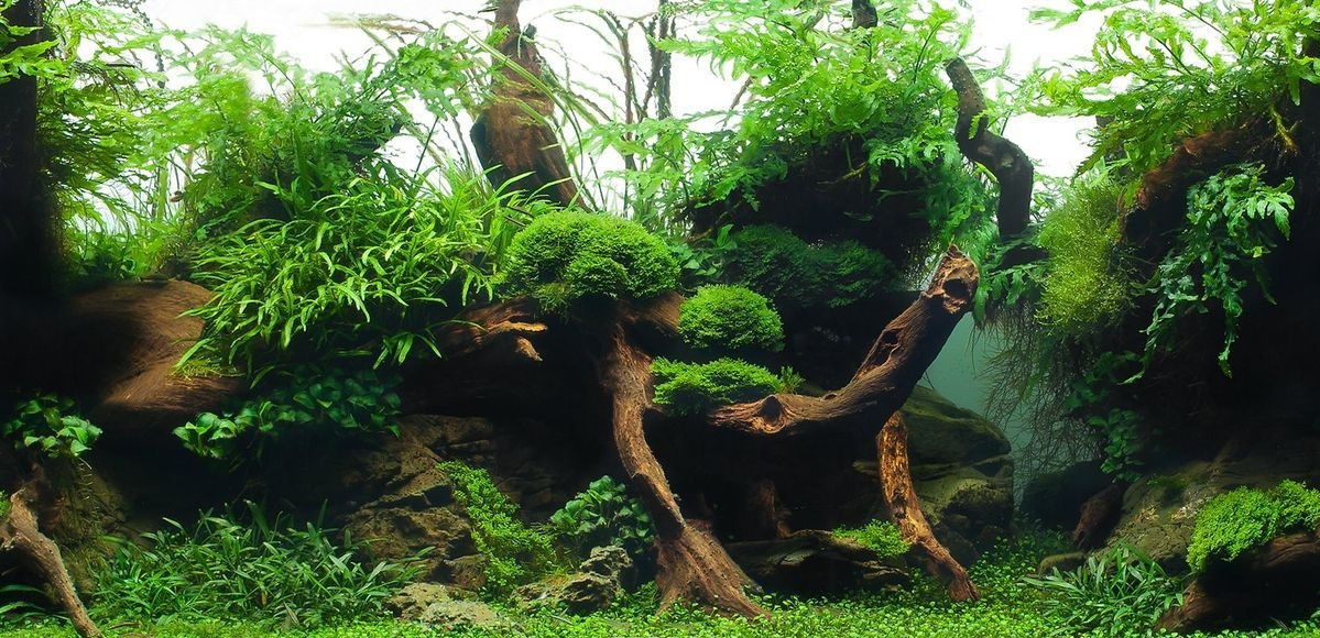 Фон аквариумный Barbus 042 "Зеленый рай. Воды амазонки", двухсторонний, 60 см х 124 см
