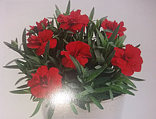 Гвоздика Oskar Cherry