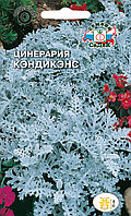 Цинерария морская «Кэндикэнс», 0,1 г (Остаток 10 шт !!!)