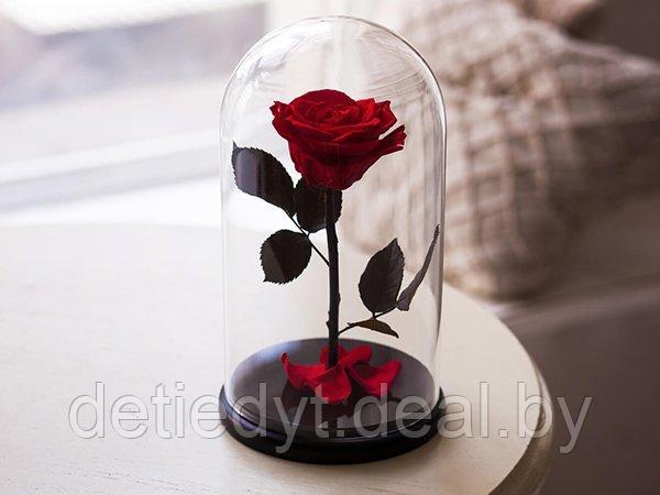 Роза в стеклянной колбе KING SIZE (32 см) красная