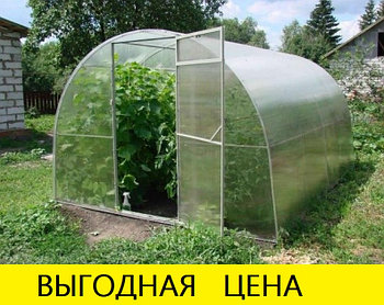 Теплица из поликарбоната Сибирская 25Ц-1 (труба 25*20, шаг 1м) 4,6,8,10 метров