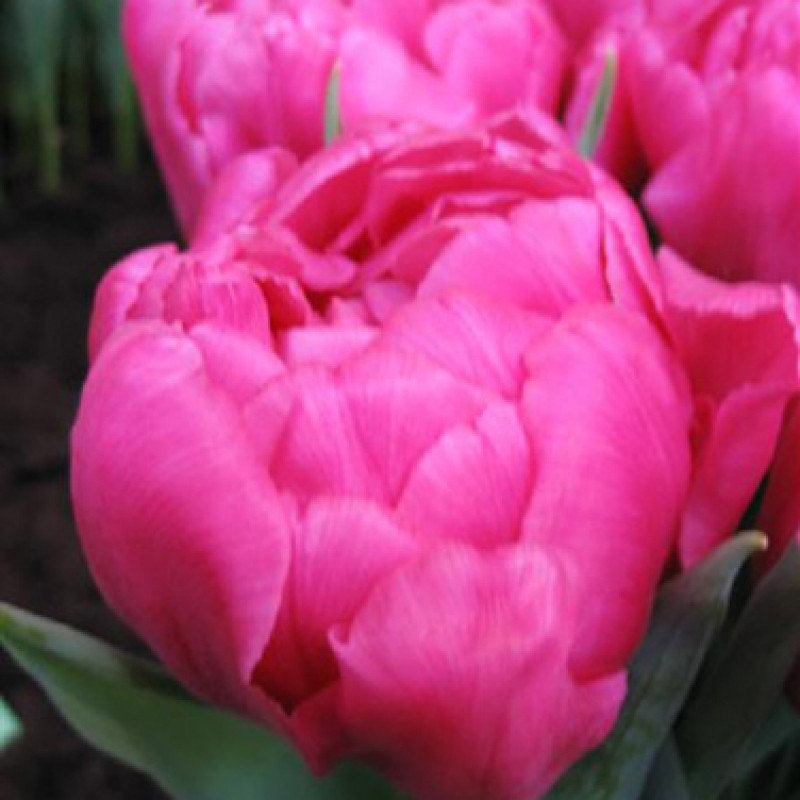 Пионовидные тюльпаны - фото 8 - id-p1614046