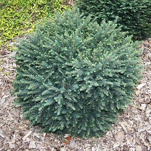 Ель сербская Карел (Picea omorika Karel) 