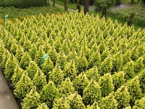 Ель канадская Дейзи Уайт (Picea glauca Daisy's White) 