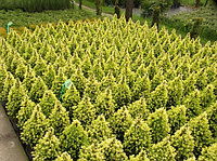 Ель канадская Дейзи Уайт (Picea glauca Daisy's White)