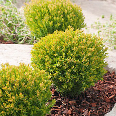 Туя западная Анниек (Thuja occidentalis Anniek