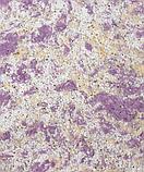 Жидкие обои BioPlast ( Биопласт ) 414, фото 2