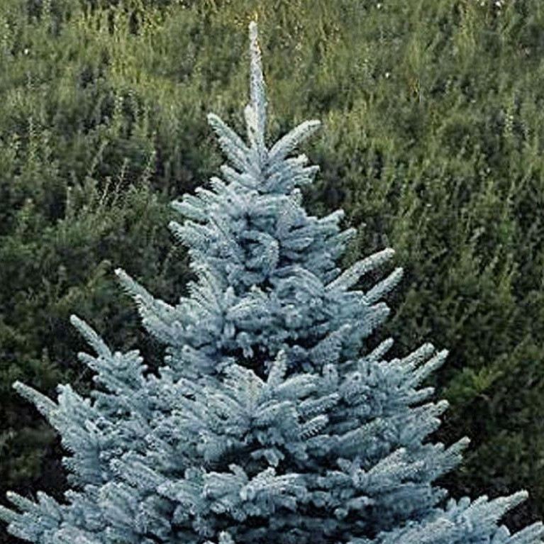 Ель колючая Глаука(super blue) (с5)