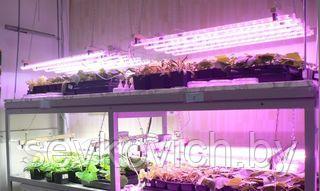 Фито-светильник для роста растений ДБП-7 светодиодный - фото 1 - id-p91169839