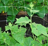 Сетка шпалерная Ф-170/2/500 для выращивания огурцов и помидоров., фото 4