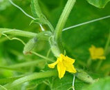 Сетка шпалерная Ф-170/2/500 для выращивания огурцов и помидоров рулон 2*500м., фото 5