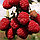Саженец малины красной, сорт "Метеор", фото 2