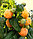 Саженец малины желтой, сорт "Абрикосовая", фото 3