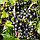 Саженец смородины черной, сорт "Катюша", фото 3