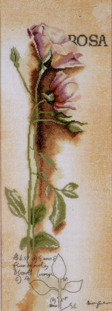 Набор для вышивания крестом «Ботанический эскиз розы».(Rosa - Botanical) - фото 1 - id-p4432283