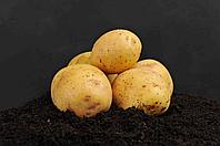 Картофель семенной сорта Вега, Адретта, фото 1