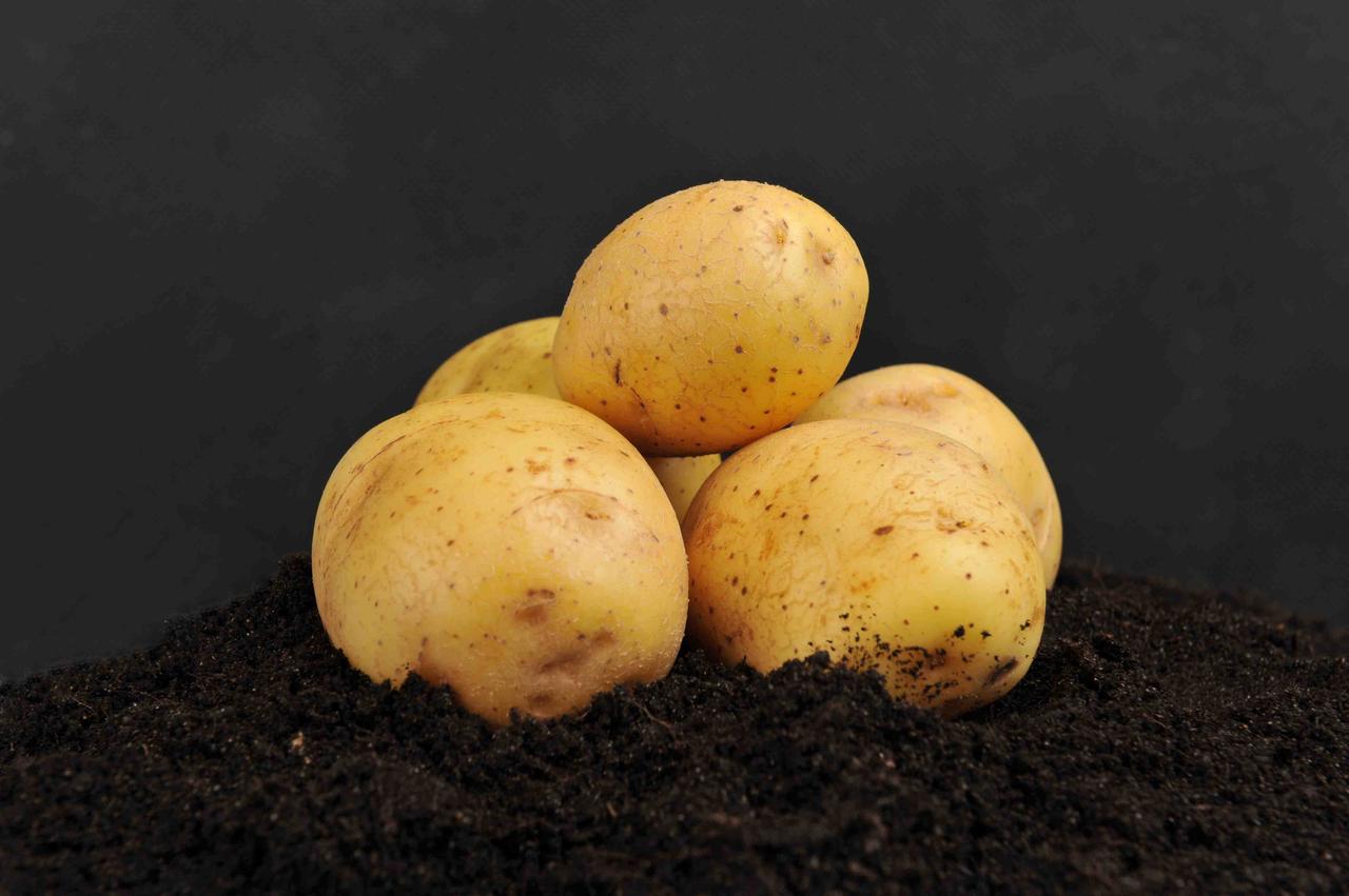 Вега картофель характеристика отзывы фото