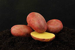 Картофель семенной сорта Манифест