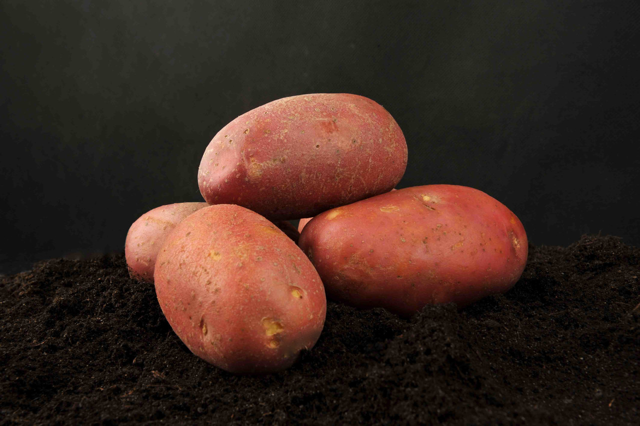 Картофель семенной сорта Манифест - фото 2