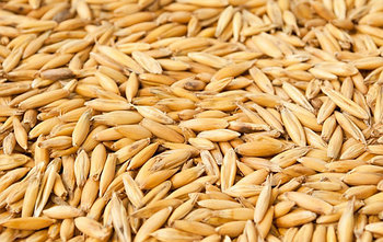 Семена овса 500г