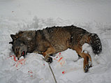 Охота на волка, фото 3