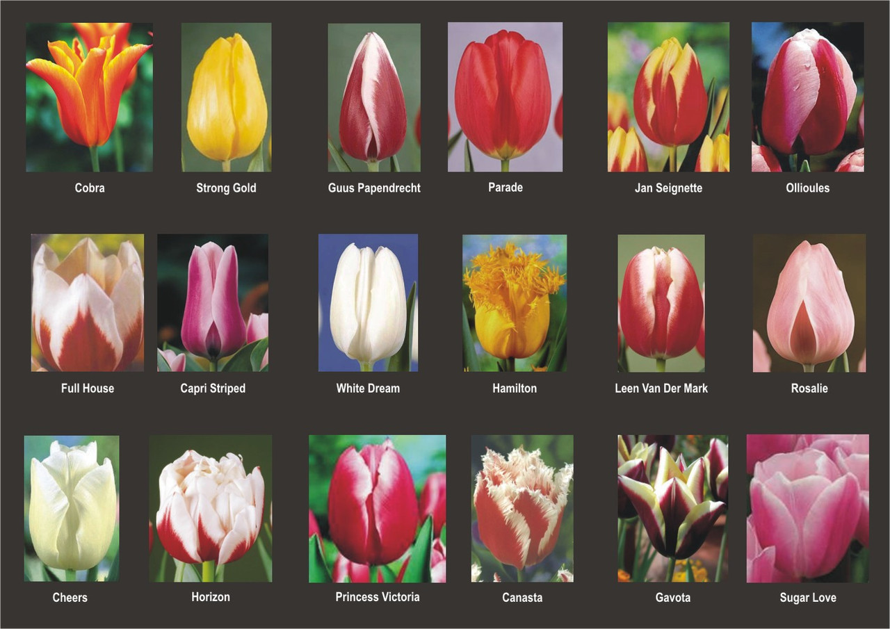 Алые тюльпаны - фото 6 - id-p92064974