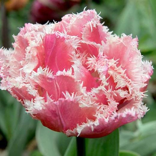 Бахромчатые тюльпаны - фото 4 - id-p92068679